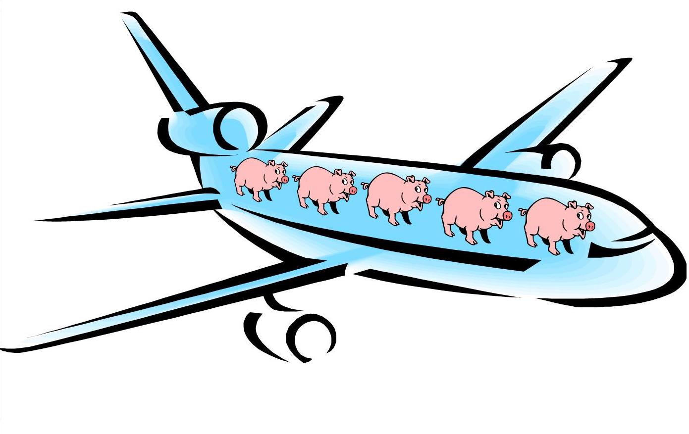 pigs can fly!