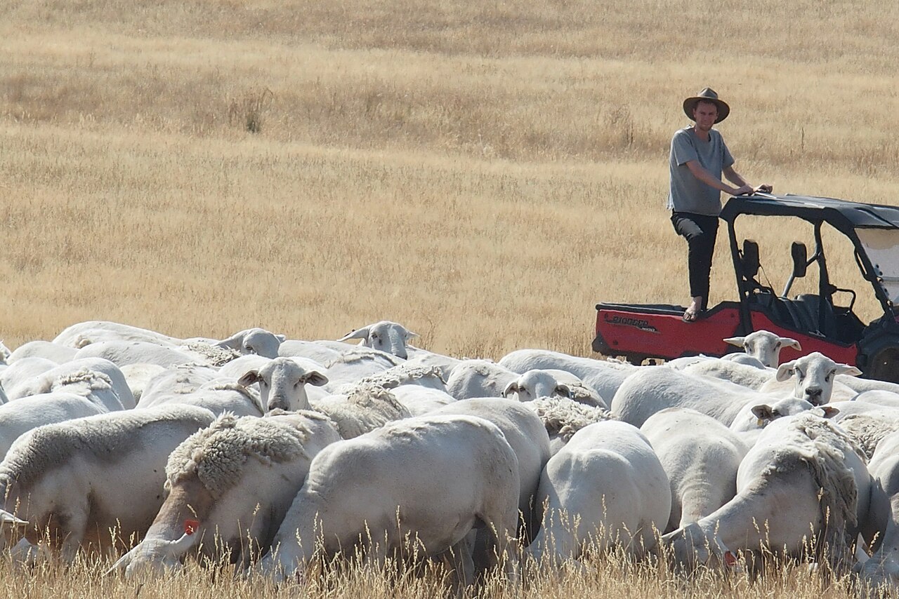 ECVC warns that the EU-Australia trade agreement threatens European food sovereignty